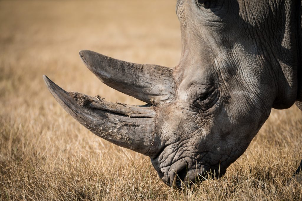 Un rhinocéros du Parc National de Kruge